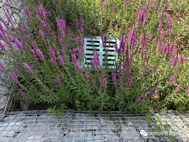 1601347092636009.jpg 1601347092636009.jpg